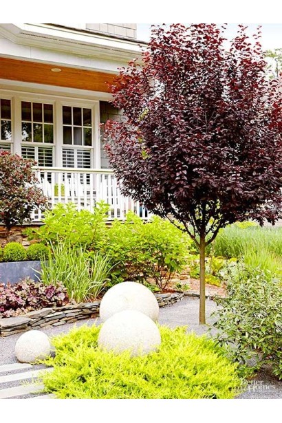 Слива растопыренная Писсарди (куст) 